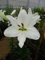 [3454 Pearl Queen No102.JPG]